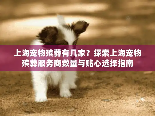 上海宠物殡葬有几家？探索上海宠物殡葬服务商数量与贴心选择指南