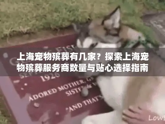 上海宠物殡葬有几家？探索上海宠物殡葬服务商数量与贴心选择指南