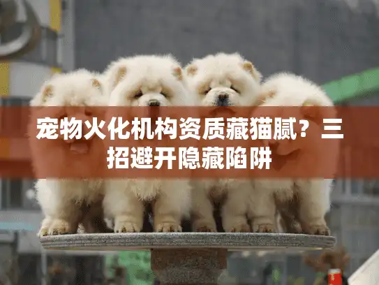 宠物火化机构资质藏猫腻？三招避开隐藏陷阱