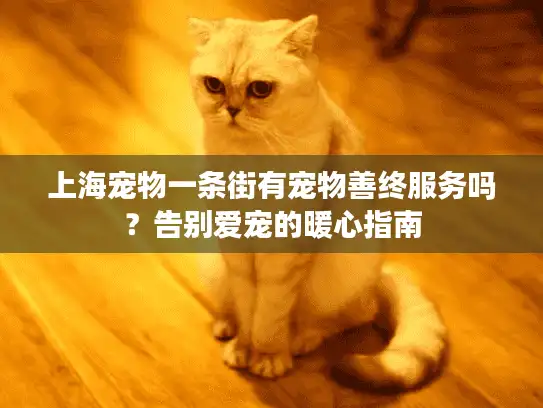 上海宠物一条街有宠物善终服务吗？告别爱宠的暖心指南