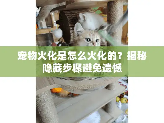 宠物火化是怎么火化的？揭秘隐藏步骤避免遗憾