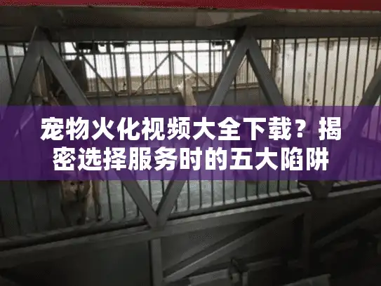 宠物火化视频大全下载？揭密选择服务时的五大陷阱
