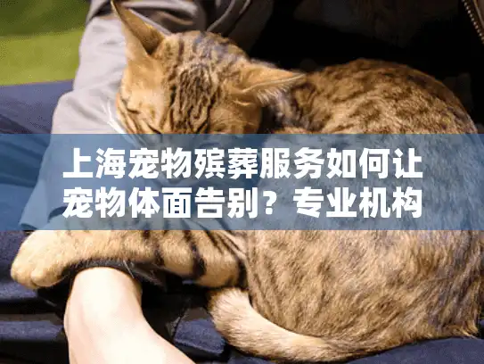 上海宠物殡葬服务如何让宠物体面告别？专业机构指南