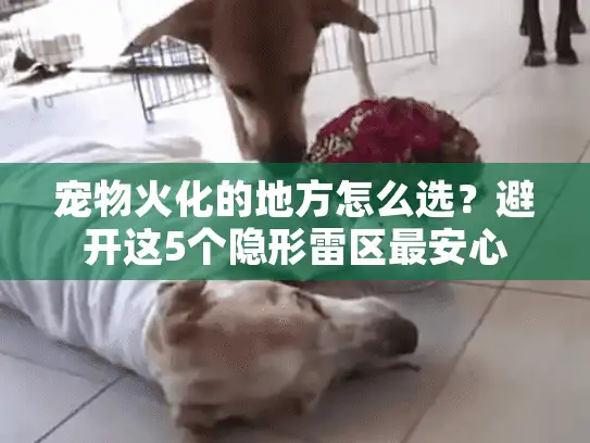 宠物火化的地方怎么选？避开这5个隐形雷区最安心