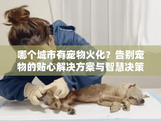 哪个城市有宠物火化？告别宠物的贴心解决方案与智慧决策