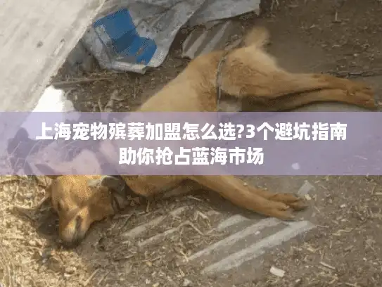 上海宠物殡葬加盟怎么选?3个避坑指南助你抢占蓝海市场