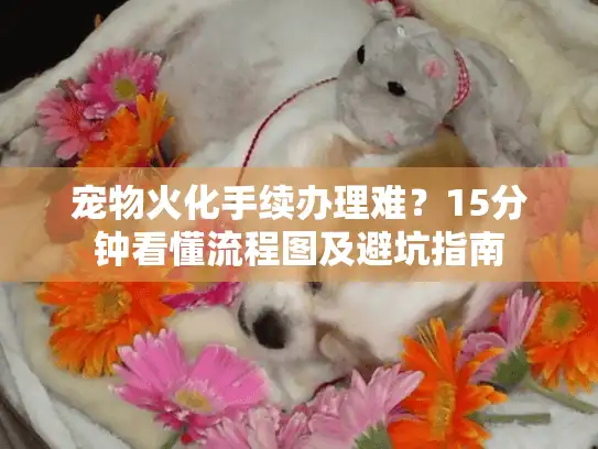 宠物火化手续办理难？15分钟看懂流程图及避坑指南