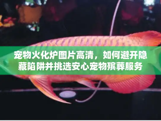 宠物火化炉图片高清，如何避开隐藏陷阱并挑选安心宠物殡葬服务