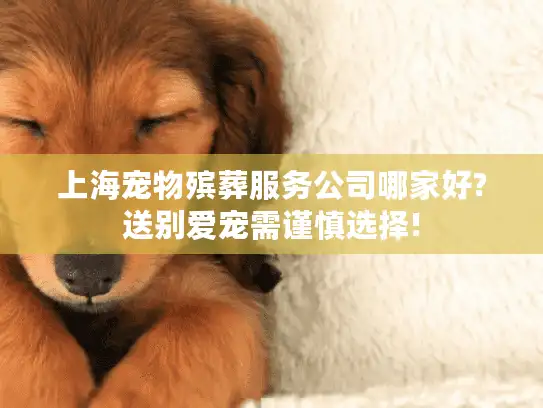 上海宠物殡葬服务公司哪家好?送别爱宠需谨慎选择!