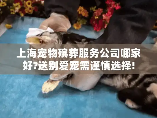 上海宠物殡葬服务公司哪家好?送别爱宠需谨慎选择!