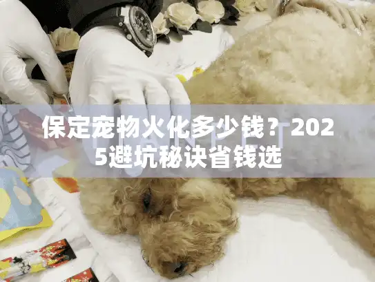 保定宠物火化多少钱？2025避坑秘诀省钱选