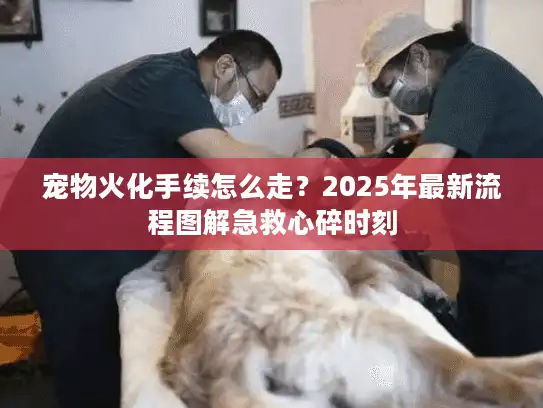 宠物火化手续怎么走？2025年最新流程图解急救心碎时刻