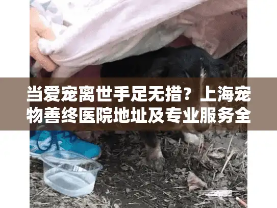 当爱宠离世手足无措？上海宠物善终医院地址及专业服务全指南