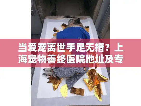 当爱宠离世手足无措？上海宠物善终医院地址及专业服务全指南