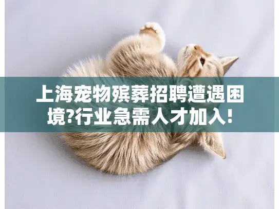 上海宠物殡葬招聘遭遇困境?行业急需人才加入!