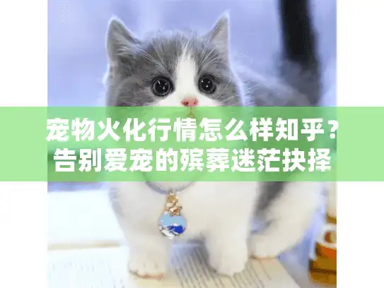 宠物火化行情怎么样知乎？告别爱宠的殡葬迷茫抉择