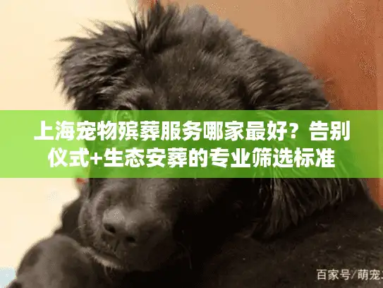 上海宠物殡葬服务哪家最好？告别仪式+生态安葬的专业筛选标准