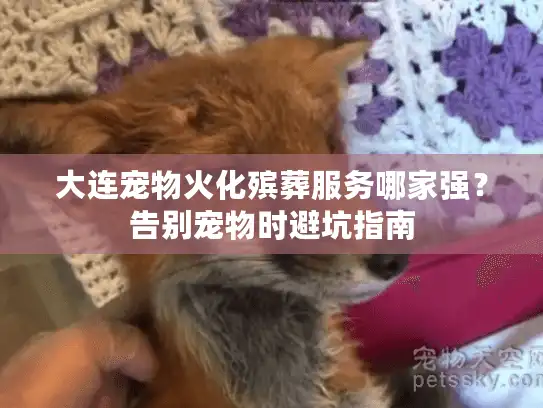 大连宠物火化殡葬服务哪家强？告别宠物时避坑指南