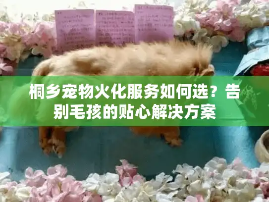 桐乡宠物火化服务如何选？告别毛孩的贴心解决方案