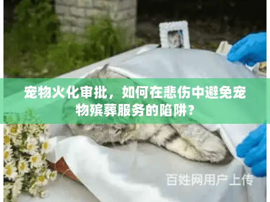 宠物火化审批，如何在悲伤中避免宠物殡葬服务的陷阱？