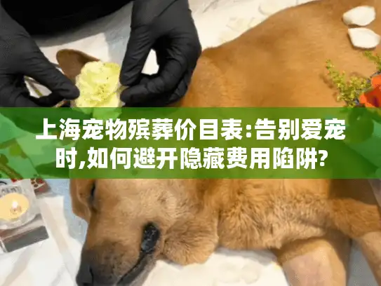 上海宠物殡葬价目表:告别爱宠时,如何避开隐藏费用陷阱?