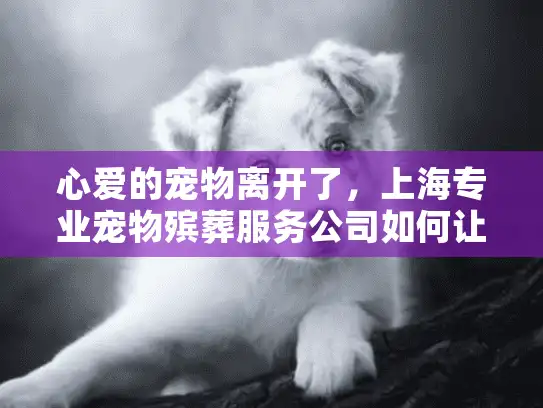 心爱的宠物离开了，上海专业宠物殡葬服务公司如何让告别更有温度？