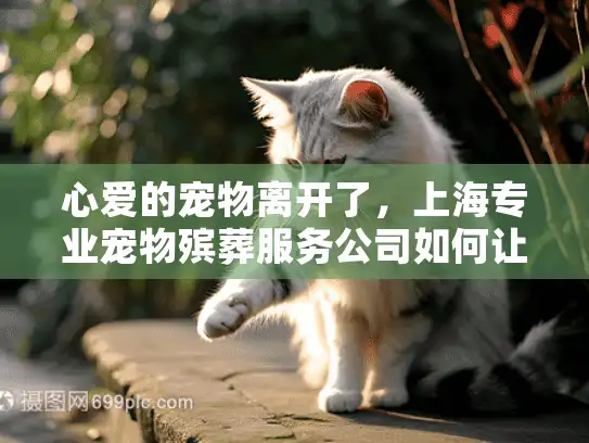 心爱的宠物离开了，上海专业宠物殡葬服务公司如何让告别更有温度？
