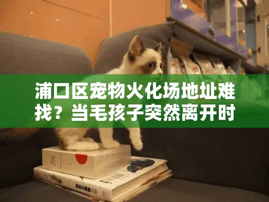 浦口区宠物火化场地址难找？当毛孩子突然离开时的避坑指南