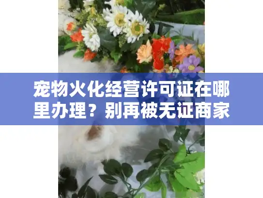 宠物火化经营许可证在哪里办理？别再被无证商家坑了！