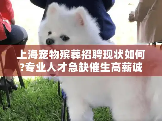 上海宠物殡葬招聘现状如何?专业人才急缺催生高薪诚聘