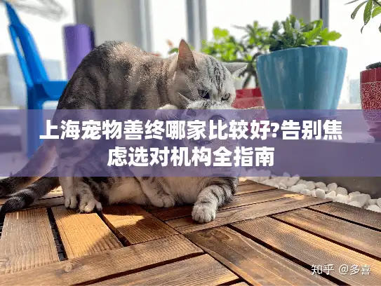 上海宠物善终哪家比较好?告别焦虑选对机构全指南