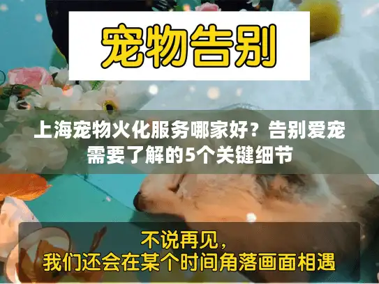 上海宠物火化服务哪家好？告别爱宠需要了解的5个关键细节