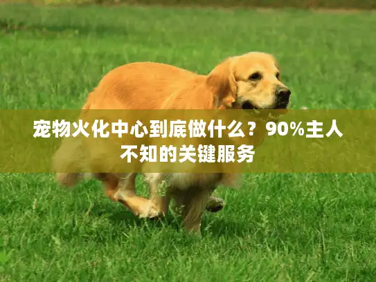宠物火化中心到底做什么？90%主人不知的关键服务
