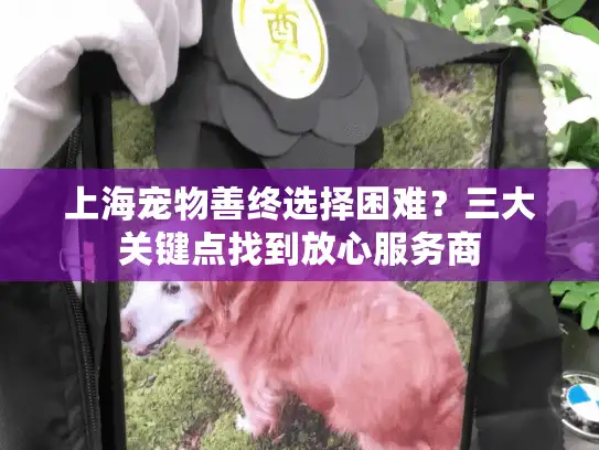 上海宠物善终选择困难？三大关键点找到放心服务商