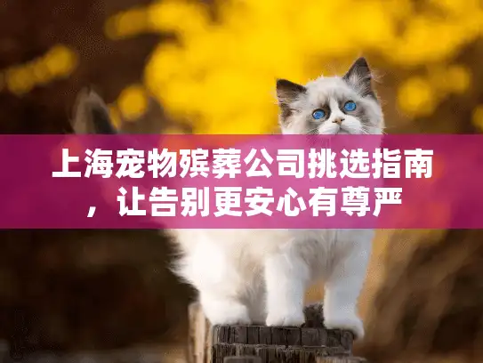 上海宠物殡葬公司挑选指南，让告别更安心有尊严