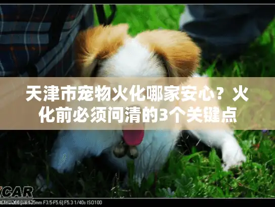 天津市宠物火化哪家安心？火化前必须问清的3个关键点