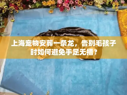 上海宠物安葬一条龙，告别毛孩子时如何避免手足无措？