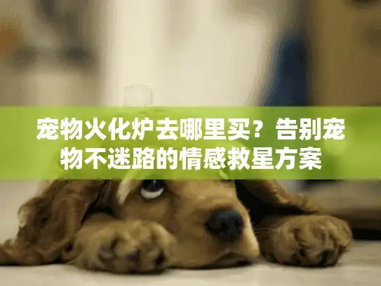 宠物火化炉去哪里买？告别宠物不迷路的情感救星方案