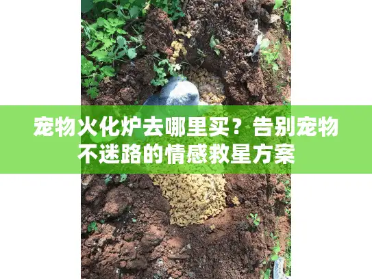 宠物火化炉去哪里买？告别宠物不迷路的情感救星方案