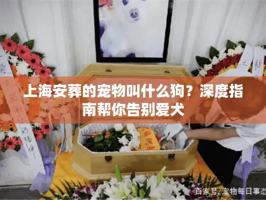 上海安葬的宠物叫什么狗？深度指南帮你告别爱犬