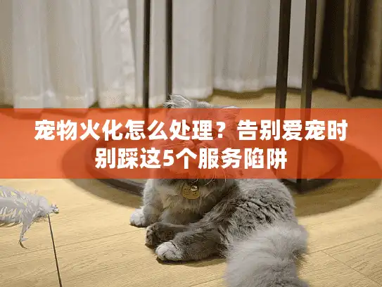 宠物火化怎么处理？告别爱宠时别踩这5个服务陷阱