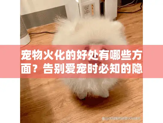 宠物火化的好处有哪些方面？告别爱宠时必知的隐藏价值