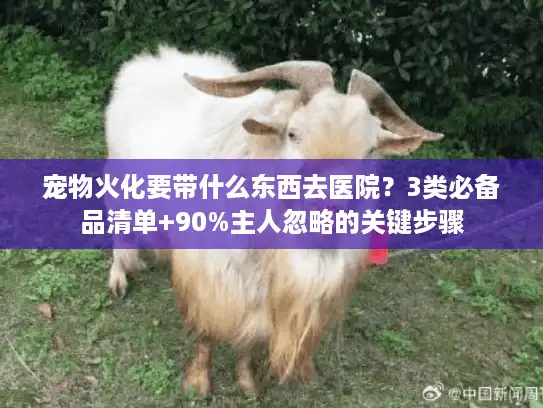 宠物火化要带什么东西去医院？3类必备品清单+90%主人忽略的关键步骤