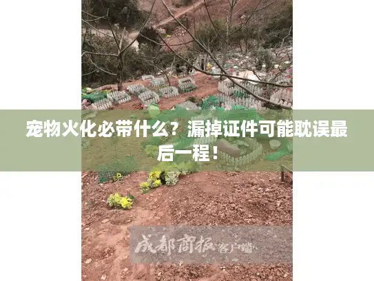 宠物火化必带什么？漏掉证件可能耽误最后一程！