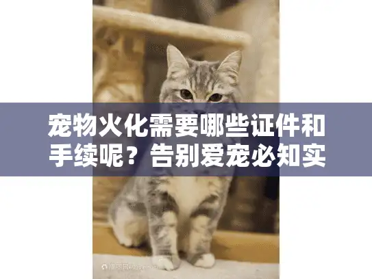 宠物火化需要哪些证件和手续呢？告别爱宠必知实用指南