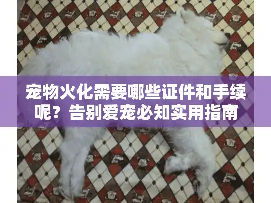 宠物火化需要哪些证件和手续呢？告别爱宠必知实用指南