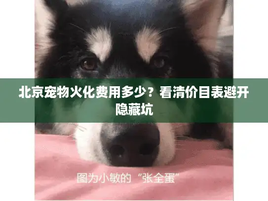 北京宠物火化费用多少？看清价目表避开隐藏坑