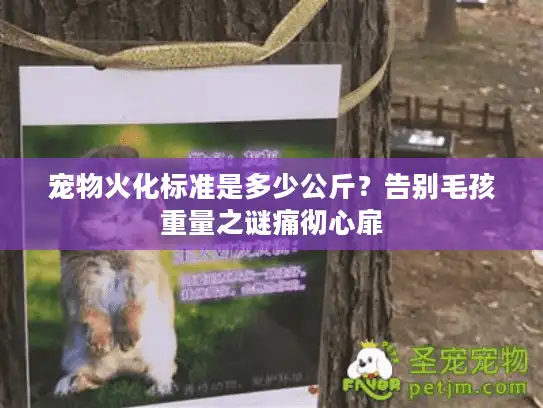 宠物火化标准是多少公斤？告别毛孩重量之谜痛彻心扉