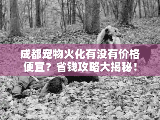 成都宠物火化有没有价格便宜？省钱攻略大揭秘！