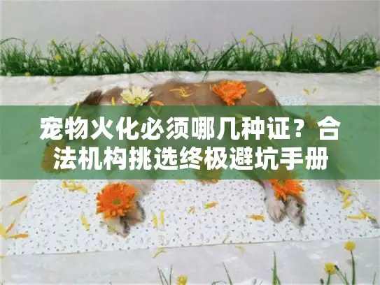 宠物火化必须哪几种证？合法机构挑选终极避坑手册